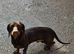Dachshund