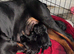 ABSOLUTELY STUNNING DOBERMAN PUPPIES FOR SALE
