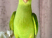 One beautiful 12 weeks hand-reared raised parrots
