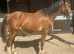 11mth gelding