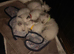 Ragdoll cross Siamese kittens ready for new homes