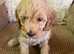 Stunning litter of Cavapoos