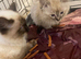 Ragdoll kittens