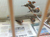 Bengalese and zebra finches