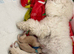 Beautiful toy poodle puppies! Edinburgh