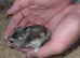 Hamster