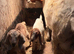 Nanny goat with twins