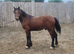 WELSH SECTION C BAY YEARLING COLT