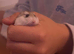 Hamster and cage and accessories