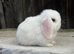 blue eyed white mini lops