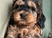Stunning Cockapoo Puppies