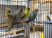 Black wing budgies available