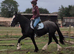 14.2h 13yr old second pony