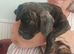 Oldtyme Bulldogs x French