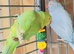 Beautiful Indian ringnick parrot for sale