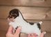 Miniature Jack Russell for sale