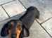 Stunning Dachshund pups