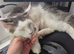 Stunning Pure Maine Coon Kitten