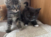 Kittens