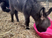 Miniature Mediterranean Colt