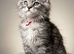 TICA registered Maine coon kittens