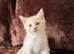 Maine Coon Cross Kittens x 2 Boys