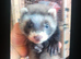 Ferret