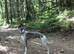 Well bred whippet pups