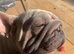 Velvet big rope french bulldog girl