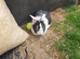 Sabrina the rabbit