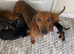 miniature dachshund