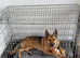 3 year old GSD