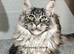 TICA registration Maine coon kittens Ready Now