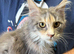 Maine Coon Girl