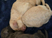 Beautiful Cockapoo F1B puppies