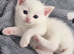 £250 ONLY ONE MALE KITTEN LEFT BSH