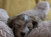 Cockapoo puppies- health tested - home reared