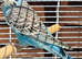 Baby budgie