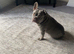 2 year old French bulldog
