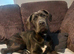 Cane corso cross with presa canario