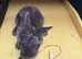 Plush mini lop
