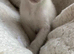 Beautiful GCCF registered Siamese babies