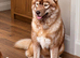 Siberian Husly Males for stud