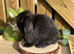 ️ PUREBRED QUALITY MINI LOP BABIES ️