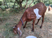 Registered Anglo Nubian Nanny for Sale