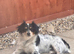 ** OUTSTANDING Jack russell terrier BOY pups **