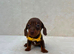 Dachshund puppies 3 boys 3 girls
