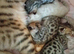 5 beautiful full breed bengal kits