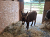 Mediterranean Miniature Donkey For Sale