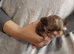 Beautiful Long haired chihuahua puppies